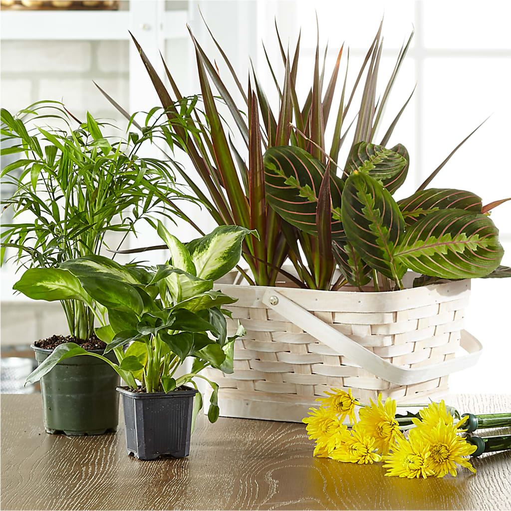 Florist Designed Blooming and Green Plants in a Basket – Pequa Park Florists Inc, Massapequa NY
