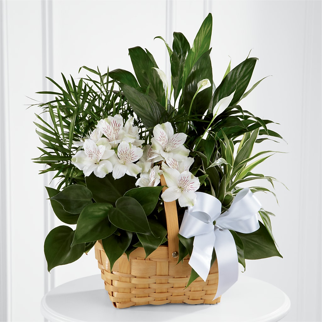 Peace & Serenity Dishgarden – Pequa Park Florists Inc, Massapequa NY