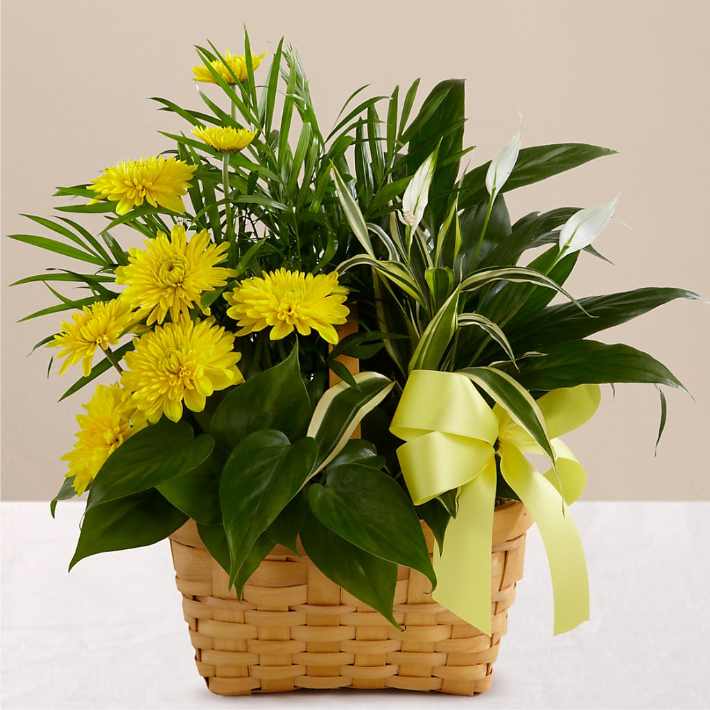 Loving Light Dishgarden – Pequa Park Florists Inc, Massapequa NY