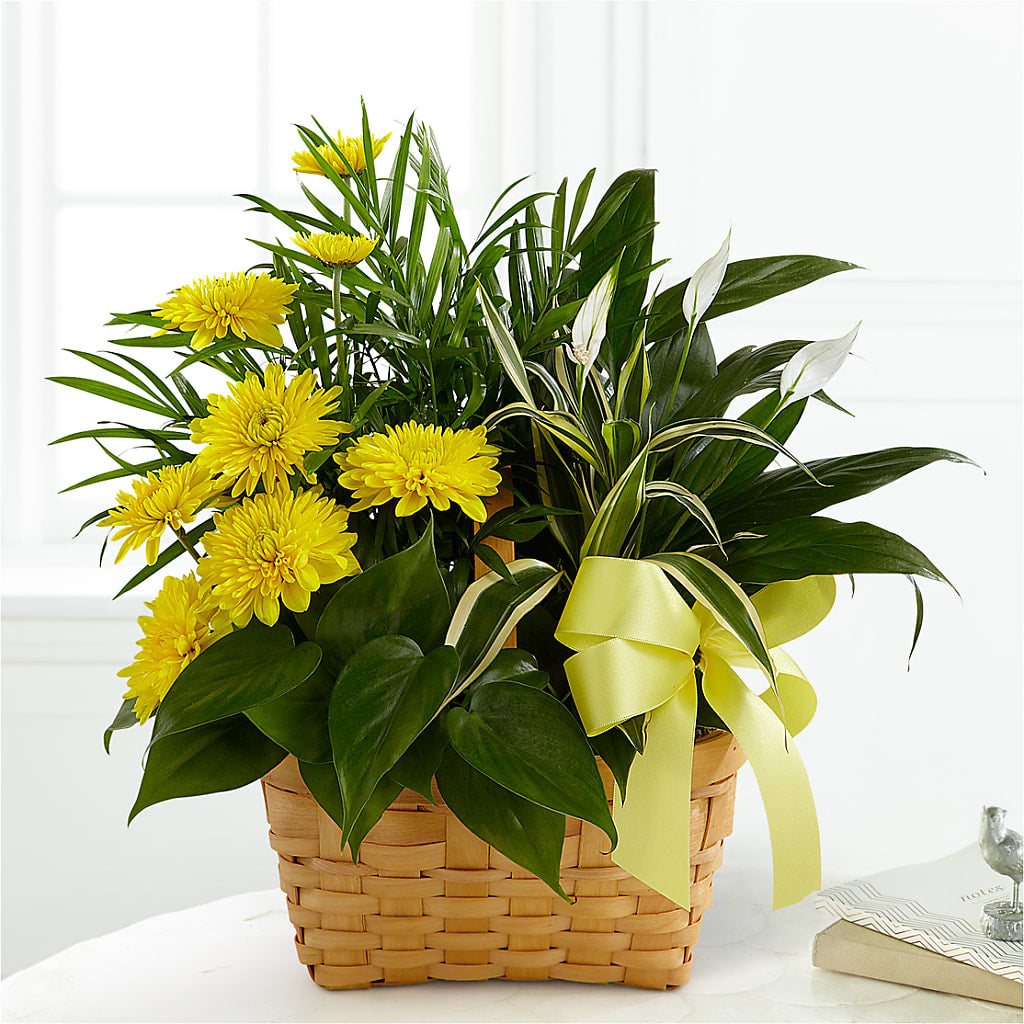 Loving Light Dishgarden – Pequa Park Florists Inc, Massapequa NY