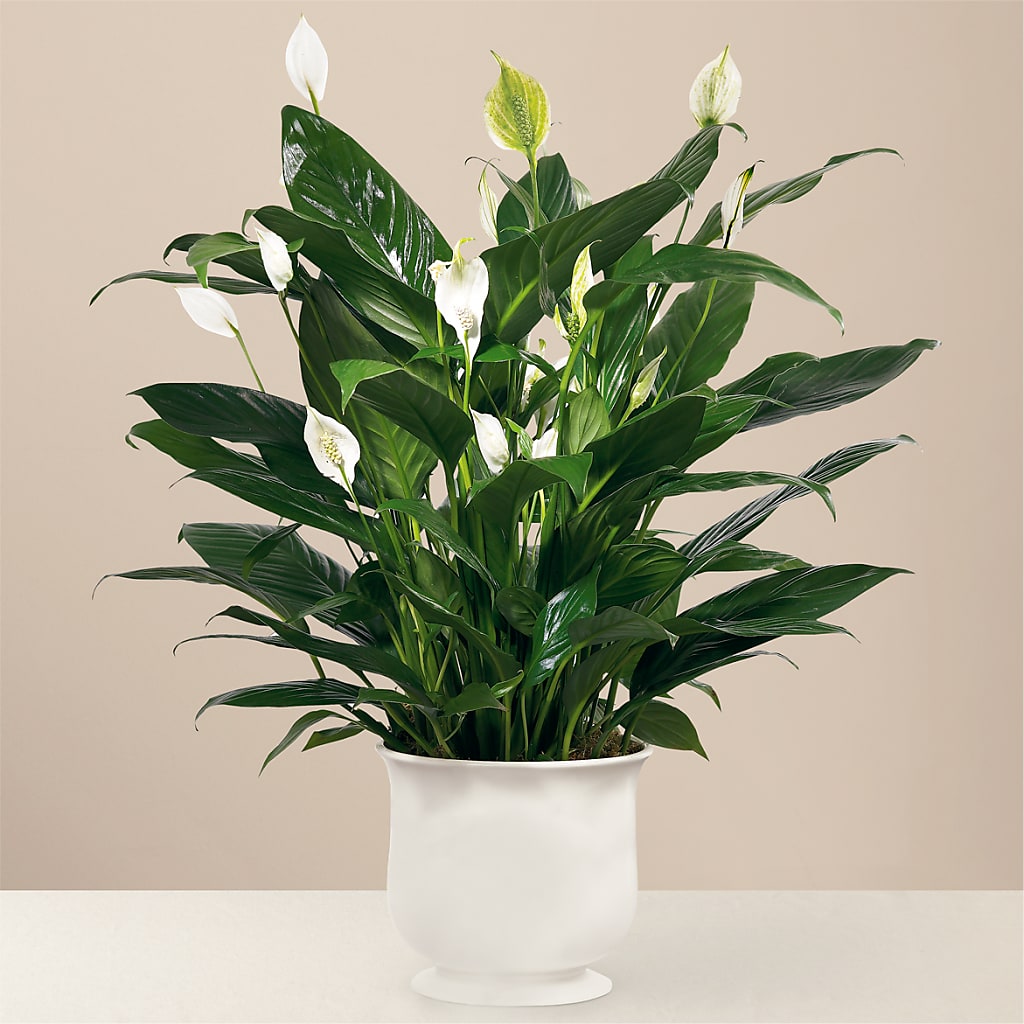 Comfort Planter – Pequa Park Florists Inc, Massapequa NY