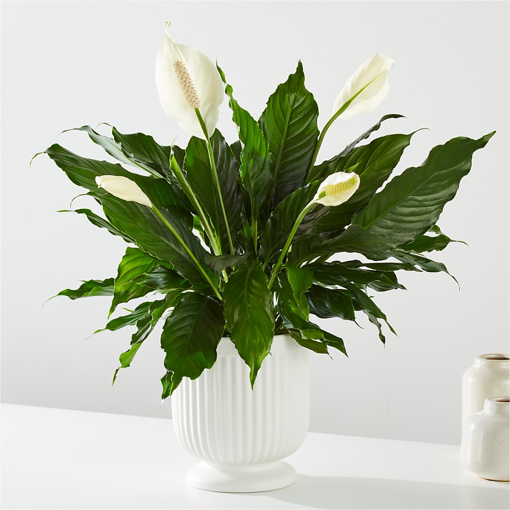 Comfort Planter – Pequa Park Florists Inc, Massapequa NY
