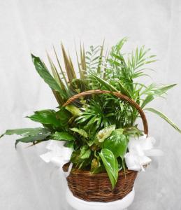 DISH GARDEN WHITE BOWS 1 – Pequa Park Florists Inc, Massapequa NY