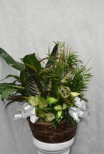 DISH GARDEN WHITE BOWS 2 – Pequa Park Florists Inc, Massapequa NY