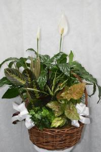 DISH GARDEN WHITE BOWS 3 – Pequa Park Florists Inc, Massapequa NY