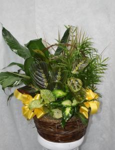 DISH GARDEN YELLOW BOWS 2 – Pequa Park Florists Inc, Massapequa NY