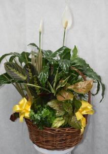 DISH GARDEN YELLOW BOWS 3 – Pequa Park Florists Inc, Massapequa NY