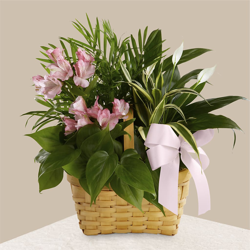 Living Spirit Dishgarden – Pequa Park Florists Inc, Massapequa NY