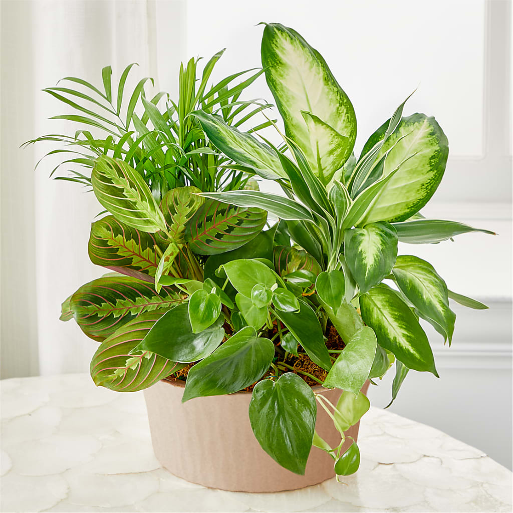 Balance & Harmony Dishgarden – Pequa Park Florists Inc, Massapequa NY