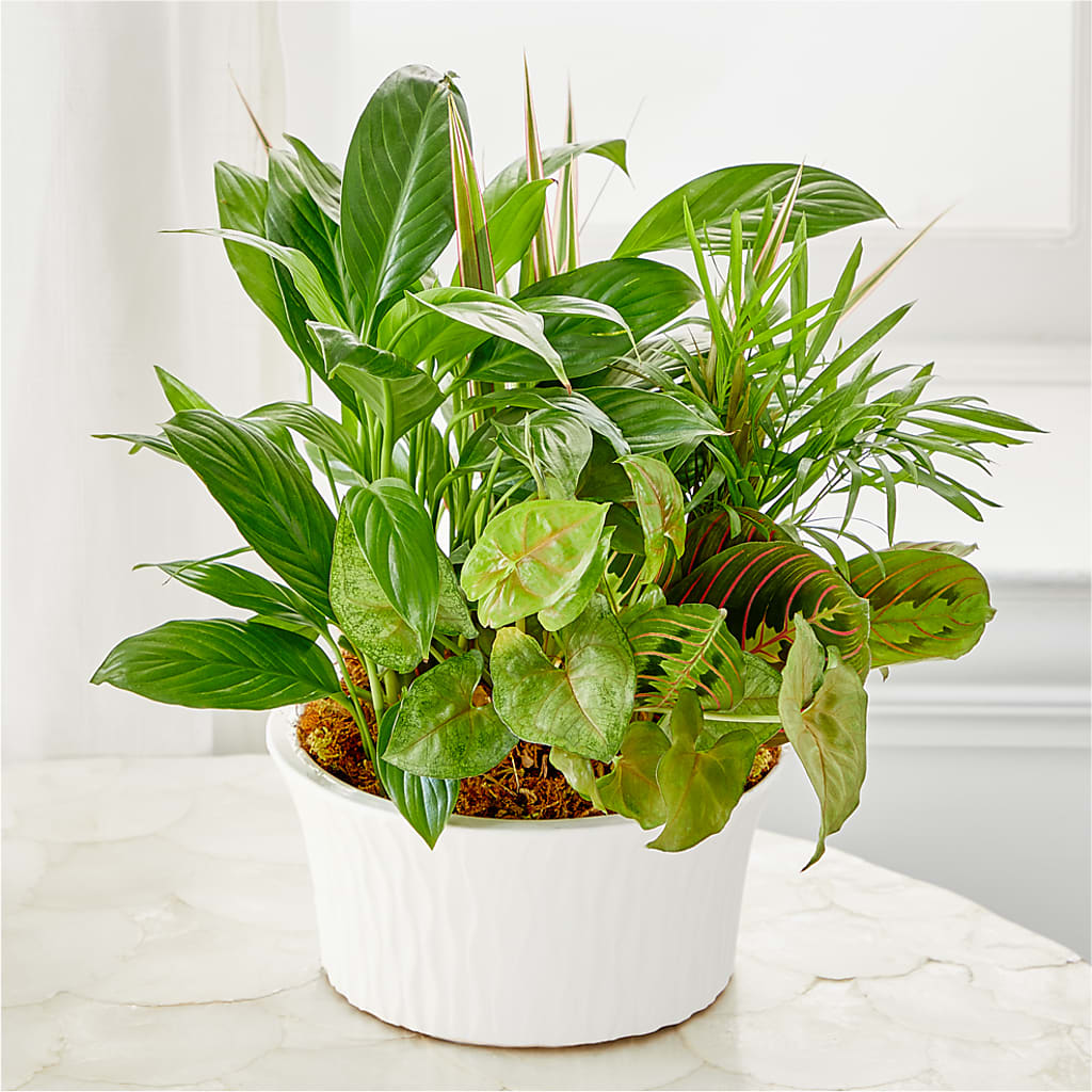 Balance & Harmony Dishgarden – Pequa Park Florists Inc, Massapequa NY