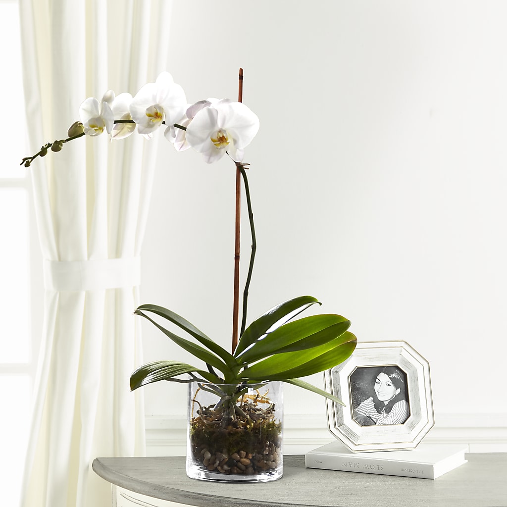White Orchid Planter – Pequa Park Florists Inc, Massapequa NY