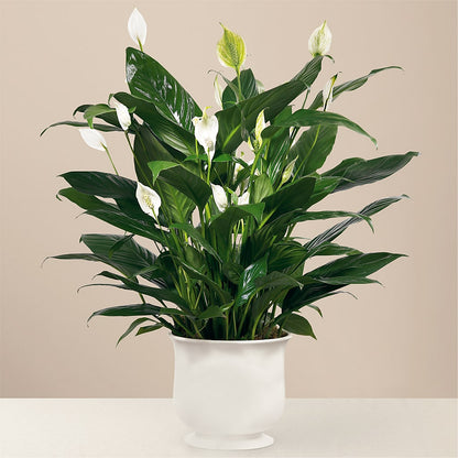 Comfort Planter –  Pequa Park Florists Inc, Massapequa NY