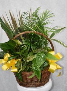 DISH GARDEN YELLOW BOWS 1 –  Pequa Park Florists Inc, Massapequa NY