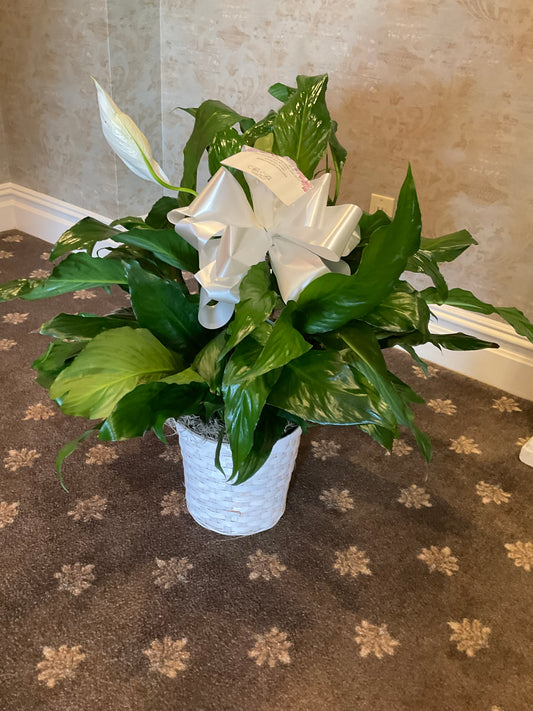 P peace lily