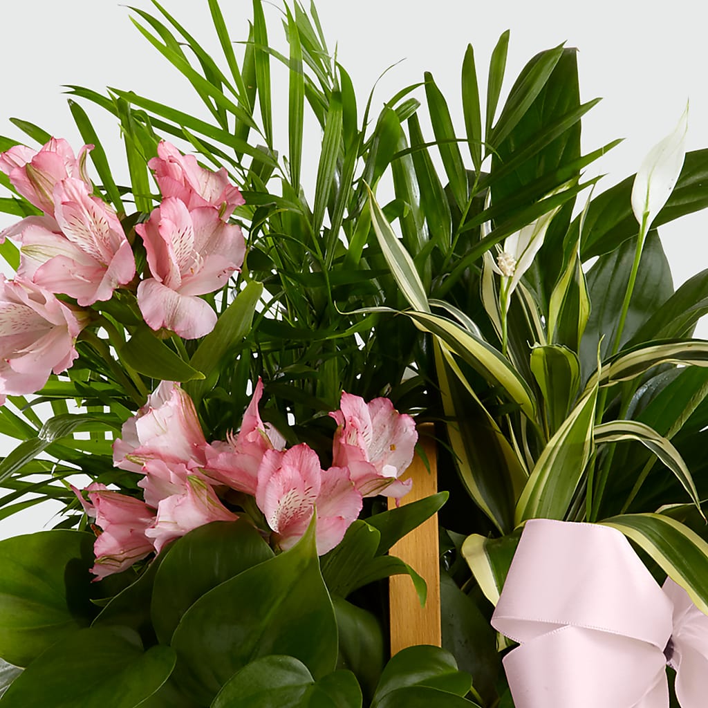 Living Spirit Dishgarden –  Pequa Park Florists Inc, Massapequa NY