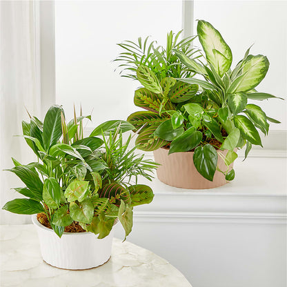 Balance & Harmony Dishgarden –  Pequa Park Florists Inc, Massapequa NY
