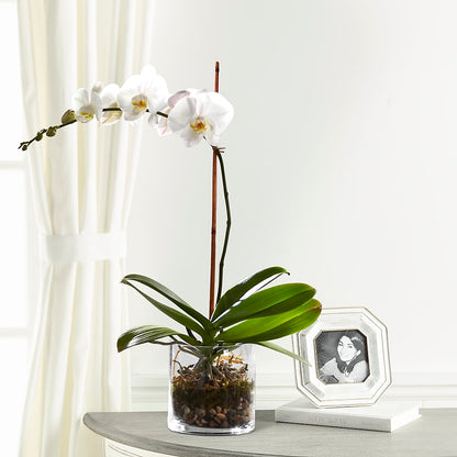 White Orchid Planter –  Pequa Park Florists Inc, Massapequa NY